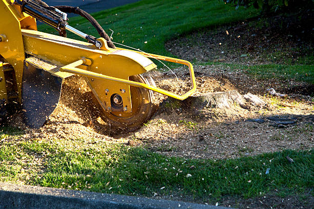 Best Utility Line Clearance  in Tuscumbia, AL