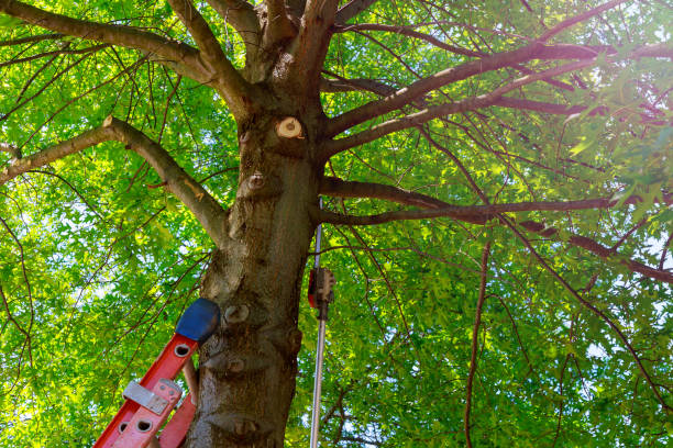 Professional Tree Services in Tuscumbia, AL
